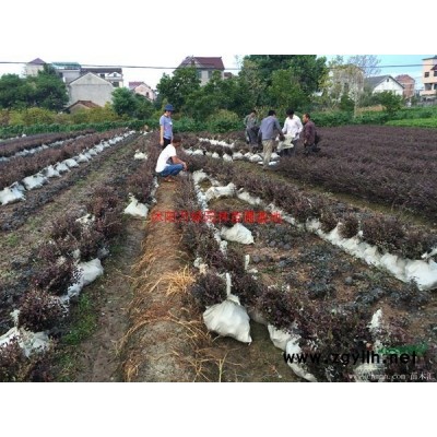 万绿园百幕大草坪价格_百幕大草坪产地_百幕大草坪草皮苗圃基地