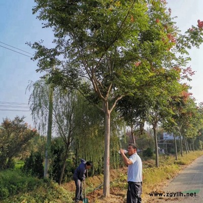 「榆叶梅」苗圃榆叶梅_价格_图片