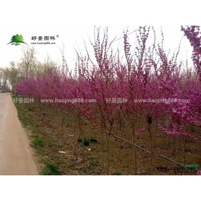 菲白竹价格_菲白竹图片_菲白竹产地_菲白竹基地