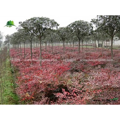 榆树价格_榆树图片_榆树产地_榆树绿化苗木苗圃基地