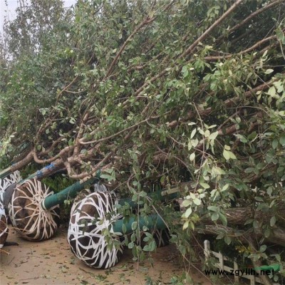 仿真植物景观绿雕 人物动物绿雕仿真动物雕塑绿雕工艺品雕塑景观