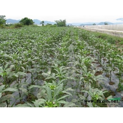 优质马尼拉，台北草、菲律宾草、半细叶结缕草，浙江*低价