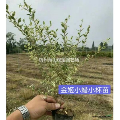 优质特价双色亮晶女贞大小杯苗批发产地直销