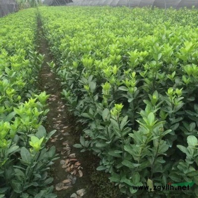 *低价供应花叶芒，浙江杭州萧山苗圃自产自销