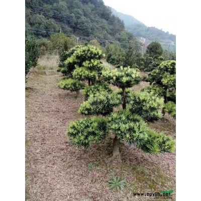 浙江茶花/茶花价格/茶花直销/茶花基地