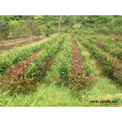 供应各种规格精品红枫，无刺构骨