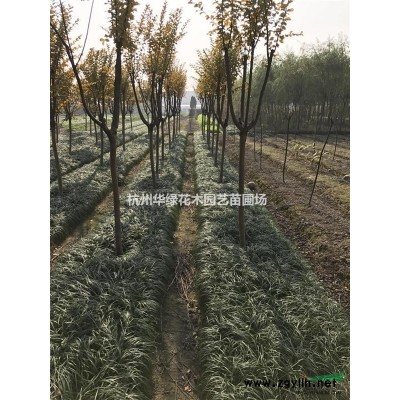 供应金森女贞毛球，H70P60，价格面议，数量2万，自家苗场