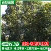 苗农种植基地供应红果冬青 城市绿化行道树8公分红果冬青大树