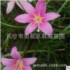 苗圃直供湖南葱兰,红花葱兰,葱兰花价格,量大价优.