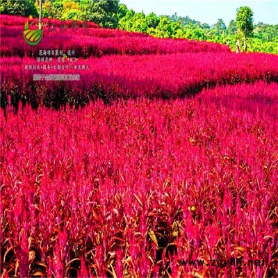 广西崇左市花海项目案例免费设计