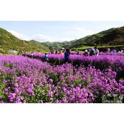 芳青花卉苗(图)-蓝香芥种子-蓝香芥