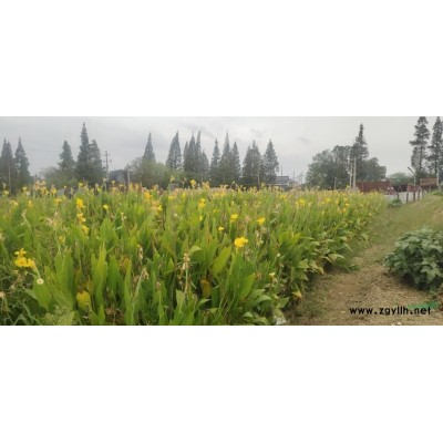 水生植物  水葫芦  雨久花